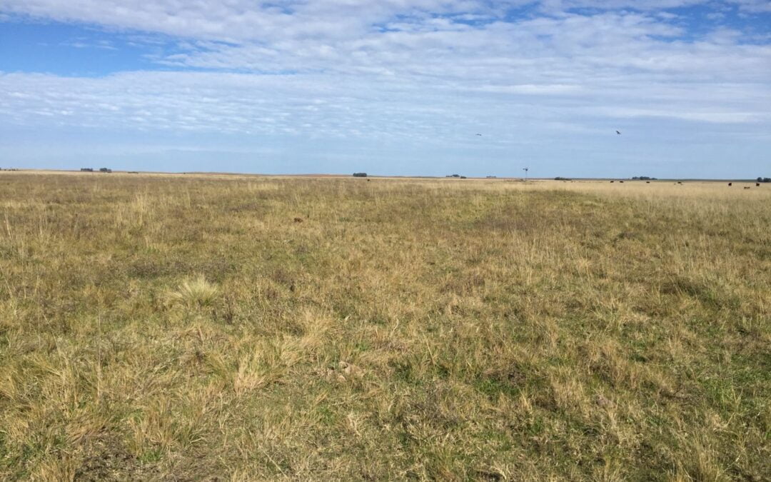 CAMPO GANADERO EN LA ZONA DE GUAMINI